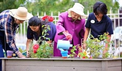 Residents and staff at Aegis of Aptos tend to plants in raised bed garden