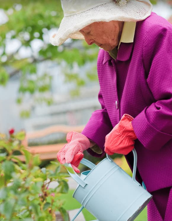 Elderly woman in hat, jacket and gardening gloves pouring from watering can into flowers