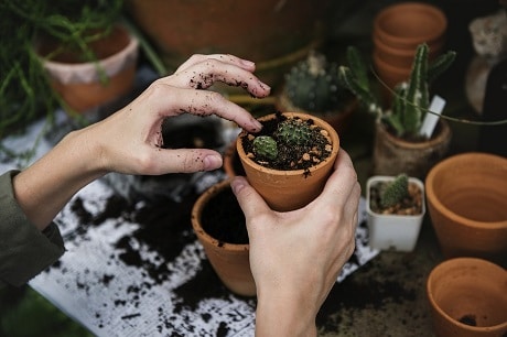 Gardening Benefits and Safety for Seniors